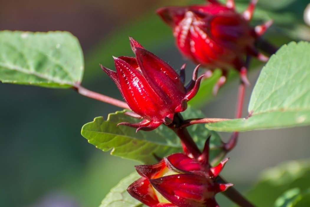 FLOR DE JAMAICA BOLSA DE 200 G